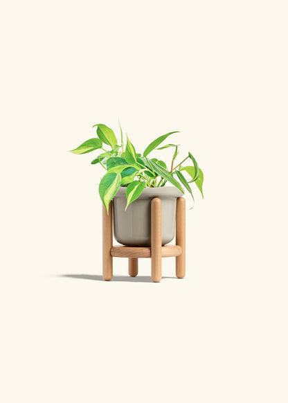 Philodendron Brazil in a 4 inches Fat Lip Oat Planter in a Beech Wood Stand