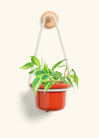 Philodendron 'Brazil', Small