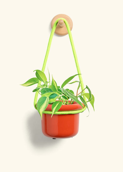 Philodendron 'Brazil', Small