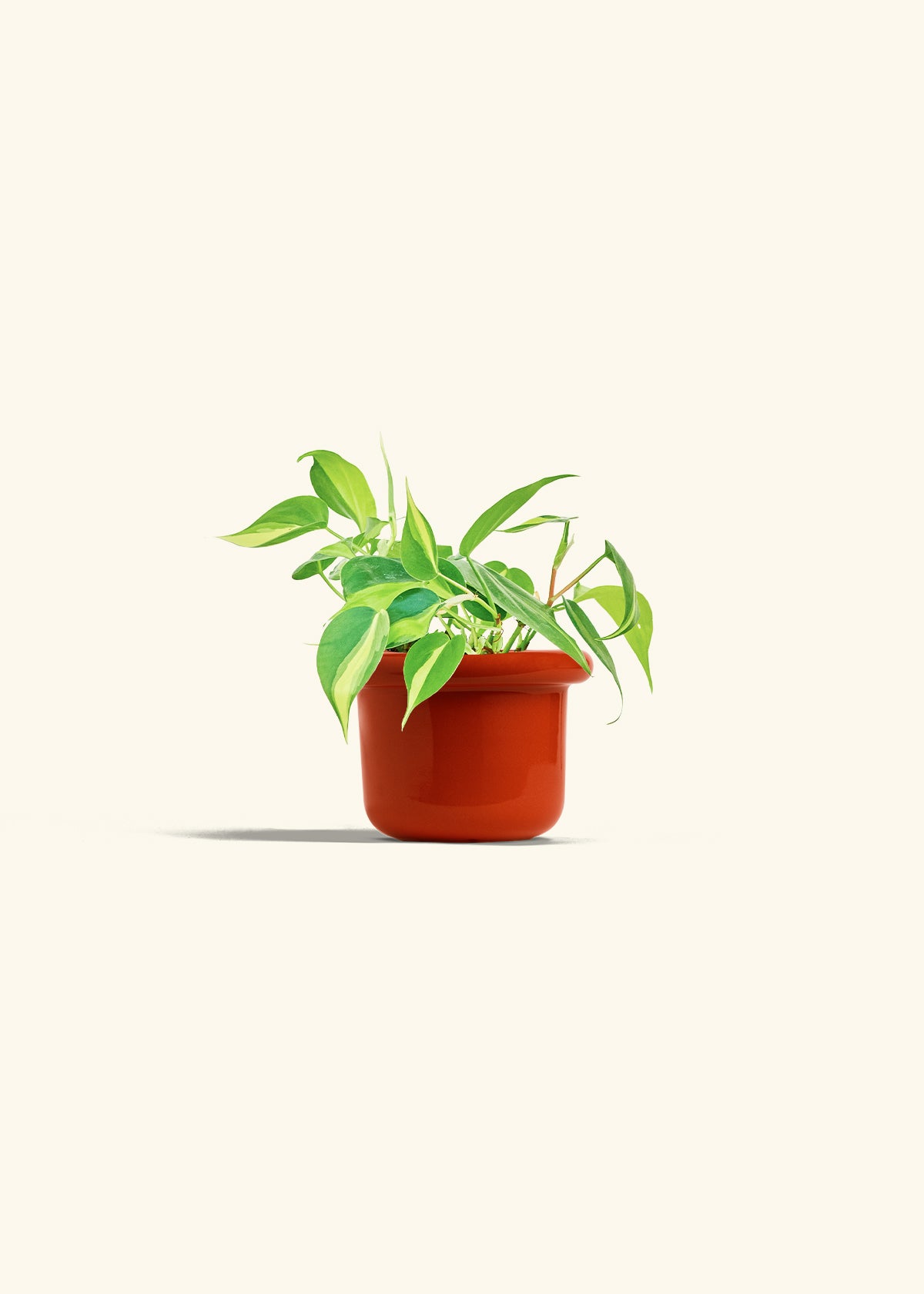 Philodendron Brazil in a 4 inches Fat Lip Red Planter 