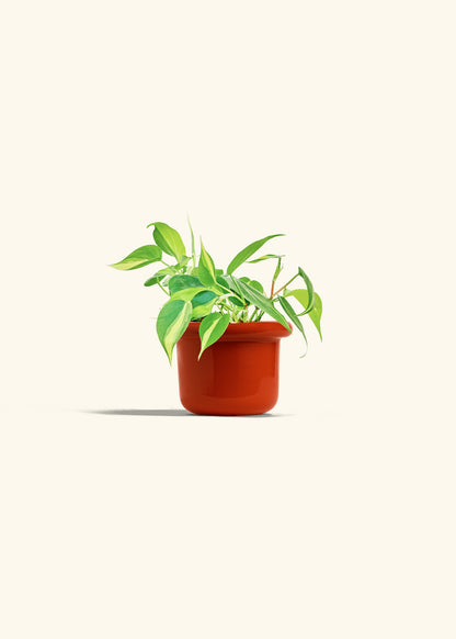 Philodendron Brazil in a 4 inches Fat Lip Red Planter 