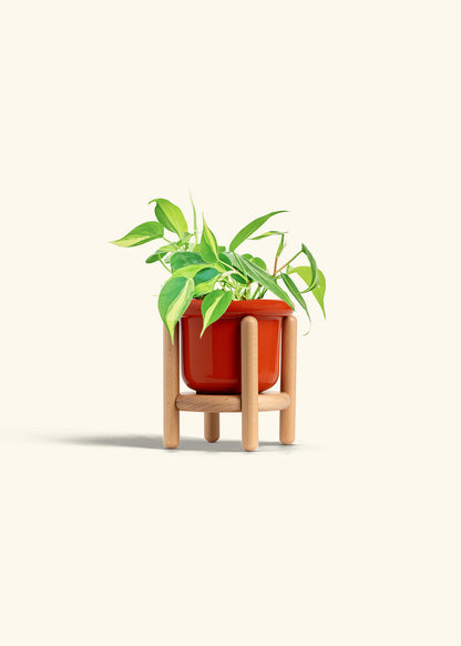 Philodendron Brazil in a 4 inches Fat Lip Red Planter in a Beech Wood Stand