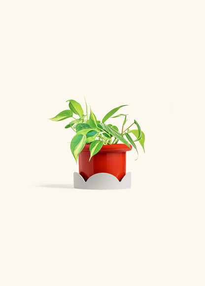 Philodendron Brazil in a 4 inches Fat Lip Red Planter in a Oat Petal Drip Tray