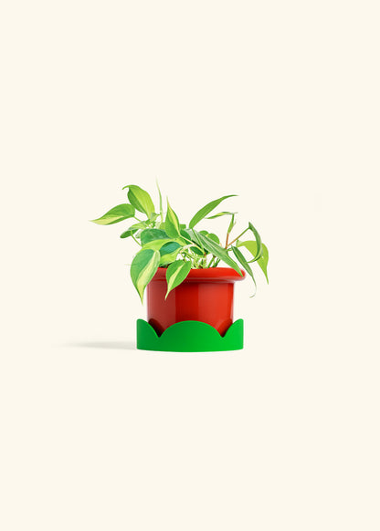 Philodendron Brazil in a 4 inches Fat Lip Red Planter in a Shamrock Petal Drip Tray