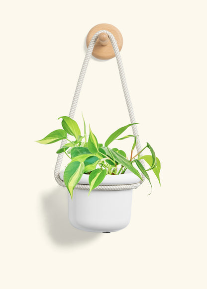 Philodendron 'Brazil', Small