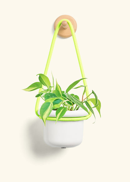 Philodendron 'Brazil', Small
