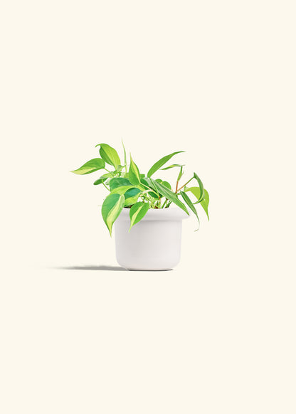 Philodendron Brazil in a 4 inches Fat Lip White Planter 