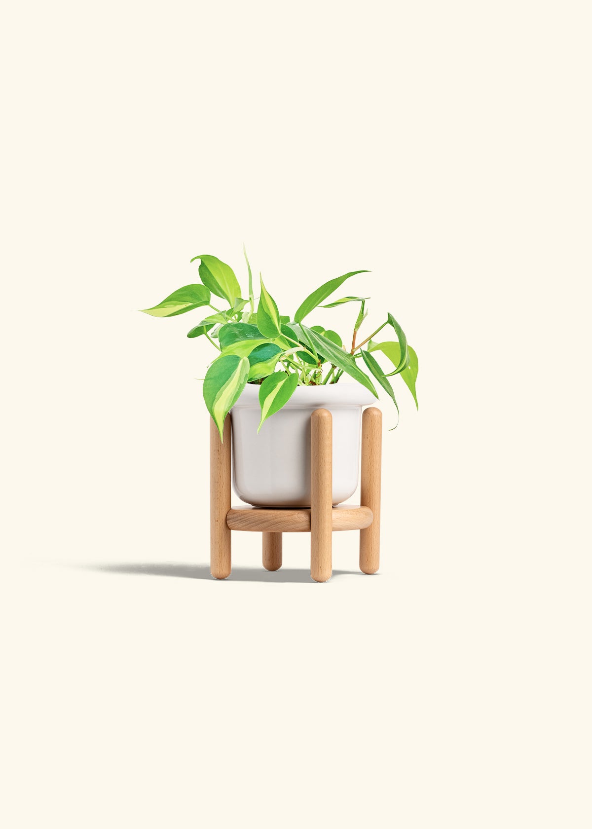 Philodendron Brazil in a 4 inches Fat Lip White Planter in a Beech Wood Stand