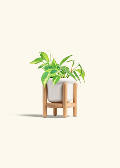 Philodendron Brazil in a 4 inches Fat Lip White Planter in a Beech Wood Stand
