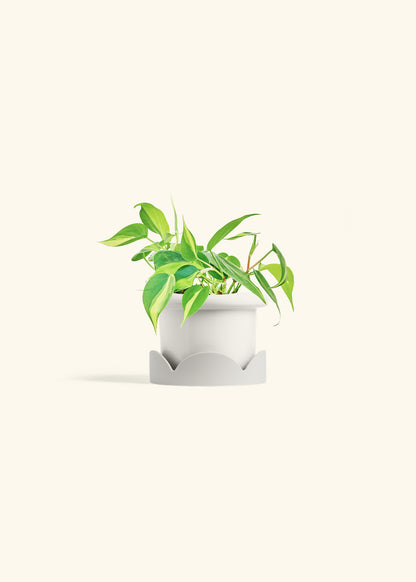 Philodendron Brazil in a 4 inches Fat Lip White Planter in a Oat Petal Drip Tray