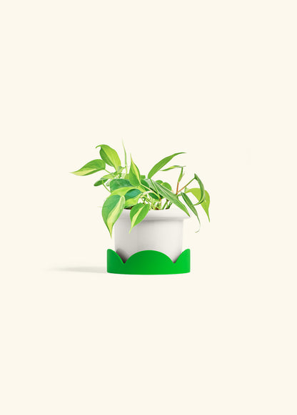 Philodendron Brazil in a 4 inches Fat Lip White Planter in a Shamrock Petal Drip Tray