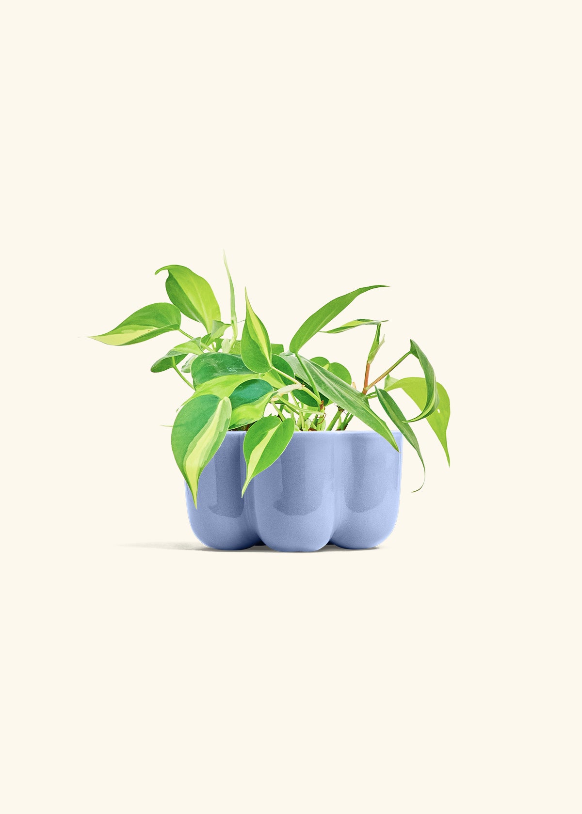 Philodendron Brazil in a 4 inches in a Blue Petal Planter