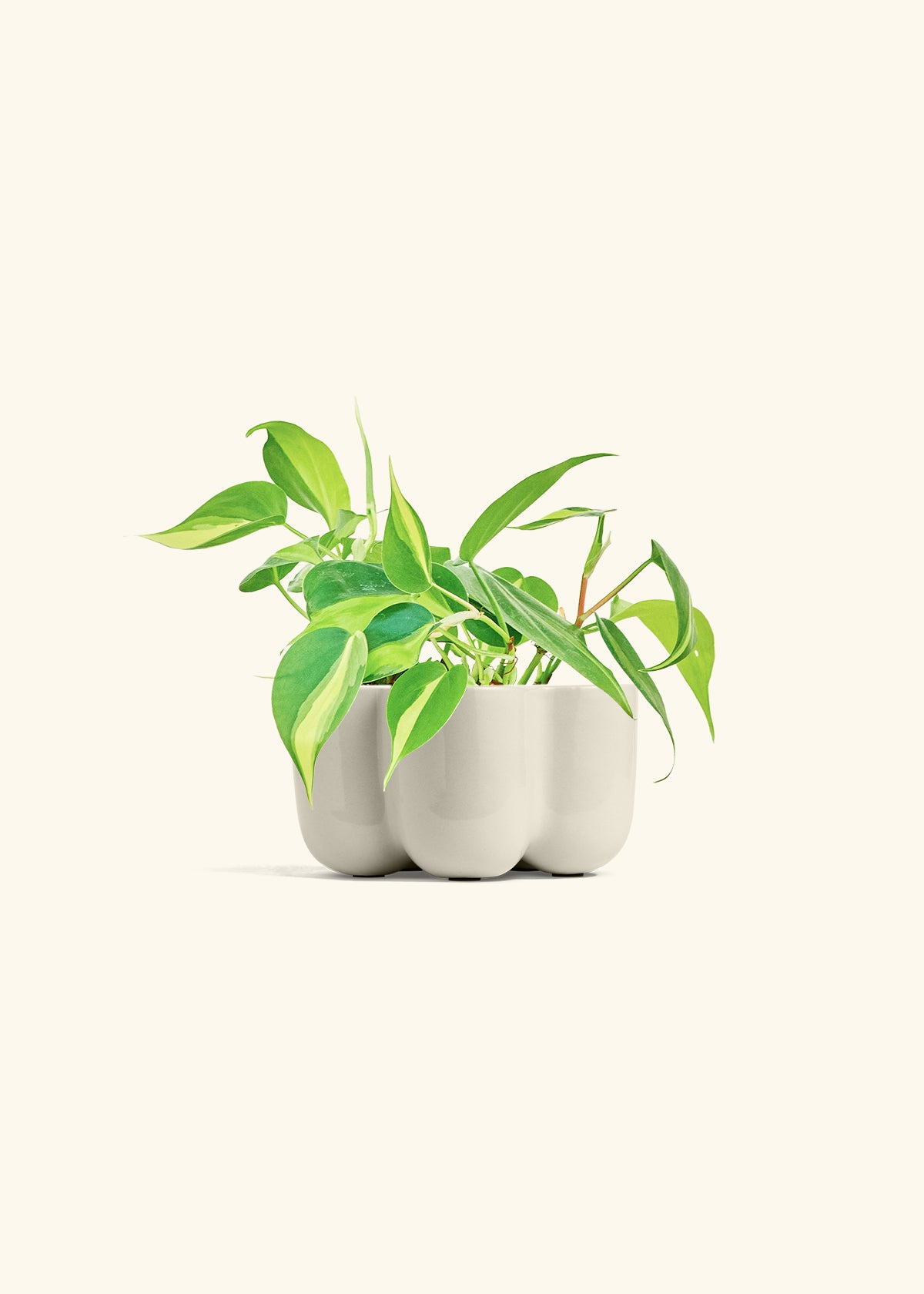 Philodendron Brazil in a 4 inches in a Oat Petal Planter