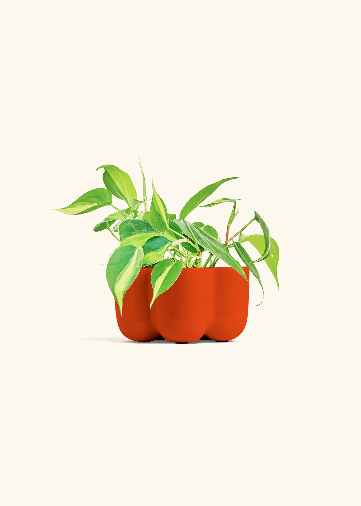 Philodendron Brazil in a 4 inches in a Red Petal Planter