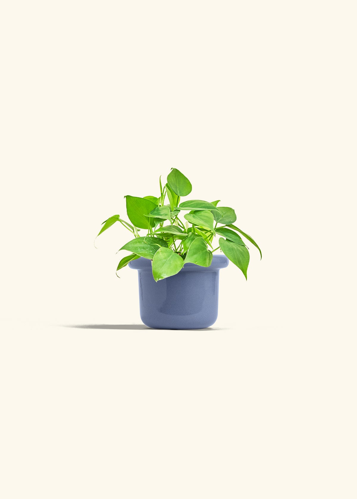 Sweetheart Philodendron in a 4 inches Fat Lip Blue Planter 