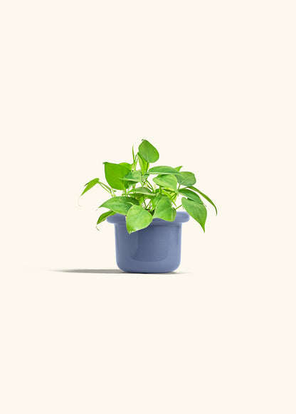Sweetheart Philodendron in a 4 inches Fat Lip Blue Planter 