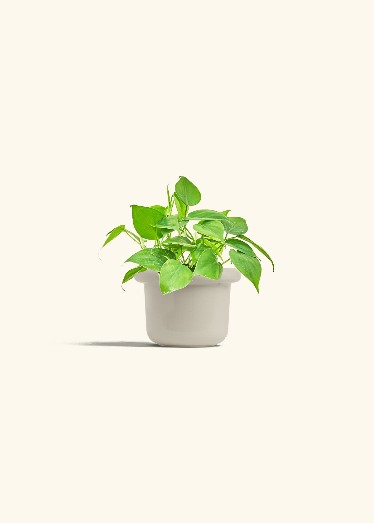 Sweetheart Philodendron in a 4 inches Fat Lip Red Planter 