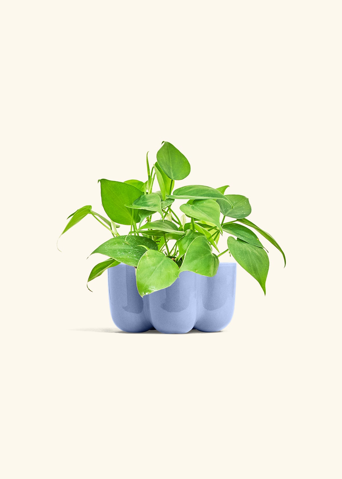 Sweetheart Philodendron in a 4 inches in a Blue Petal Planter