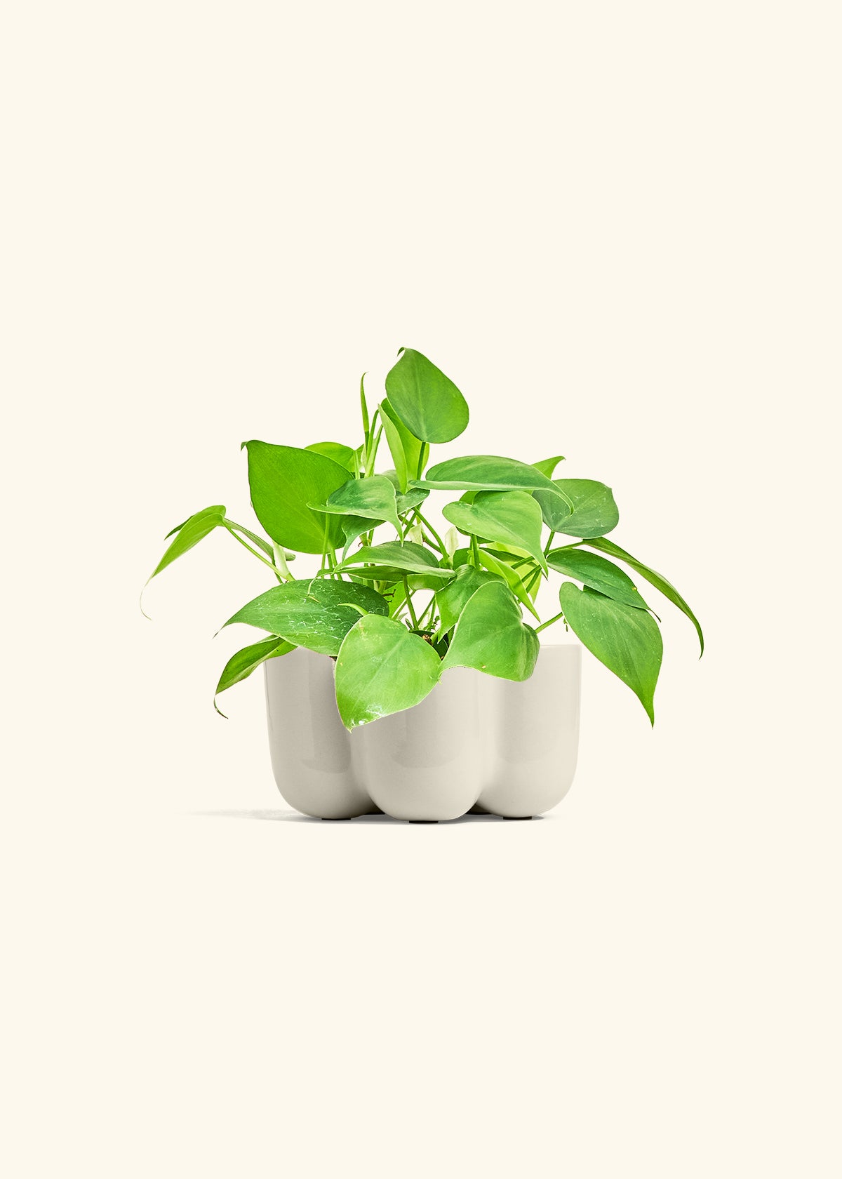 Sweetheart Philodendron in a 4 inches in a Oat Petal Planter