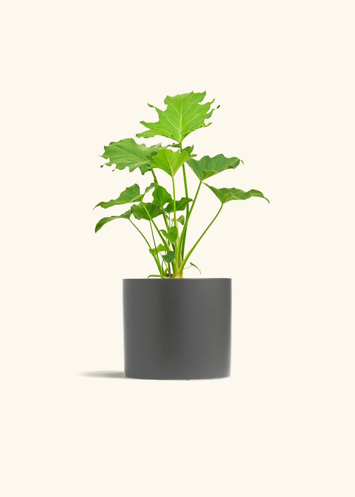 Philodendron Little Hope in a 6 inches Charcoal Classic Cylinder Planter 
