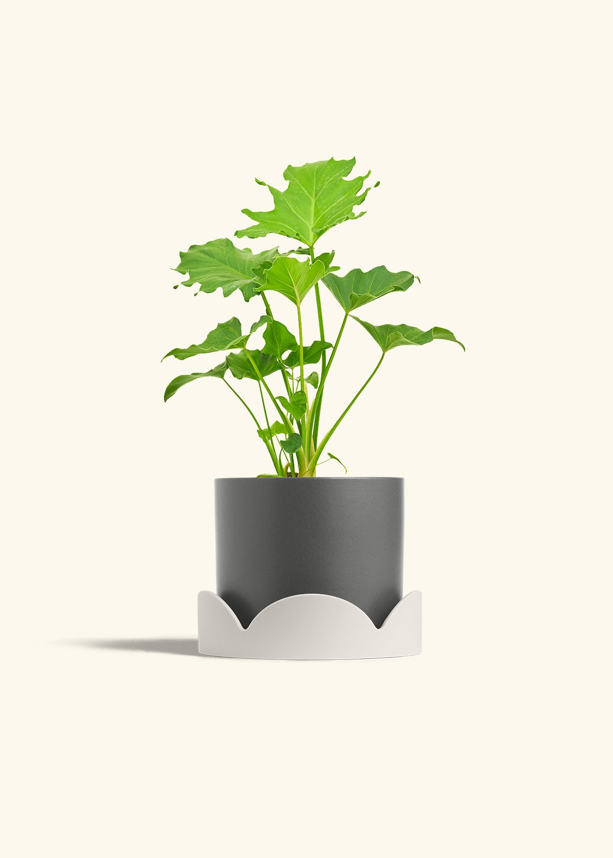 Philodendron Little Hope in a 6 inches Charcoal Classic Cylinder Planter in a Oat Petal Drip Tray
