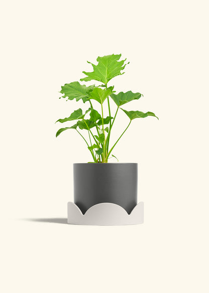 Philodendron Little Hope in a 6 inches Charcoal Classic Cylinder Planter in a Oat Petal Drip Tray