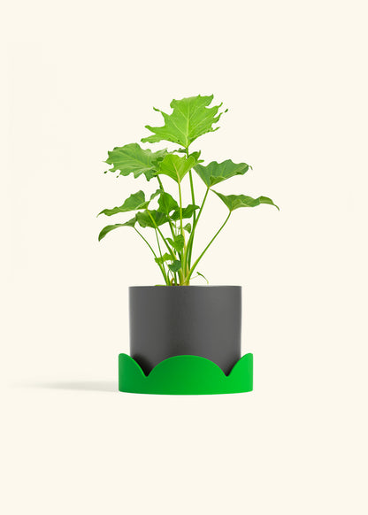 Philodendron Little Hope in a 6 inches Charcoal Classic Cylinder Planter in a Shamrock Petal Drip Tray