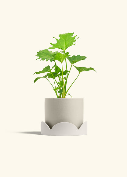 Philodendron Little Hope in a 6 inches Oat Classic Cylinder Planter in a Oat Petal Drip Tray