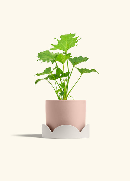 Philodendron Little Hope in a 6 inches Pink Classic Cylinder Planter in a Oat Petal Drip Tray