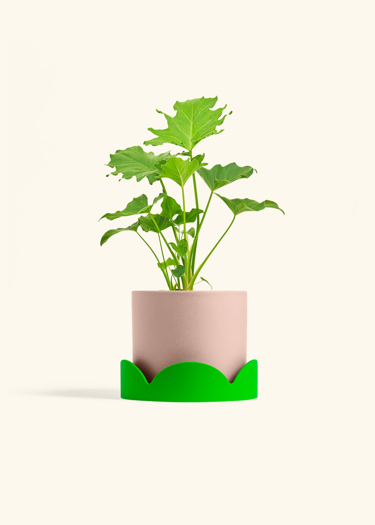 Philodendron Little Hope in a 6 inches Pink Classic Cylinder Planter in a Shamrock Petal Drip Tray