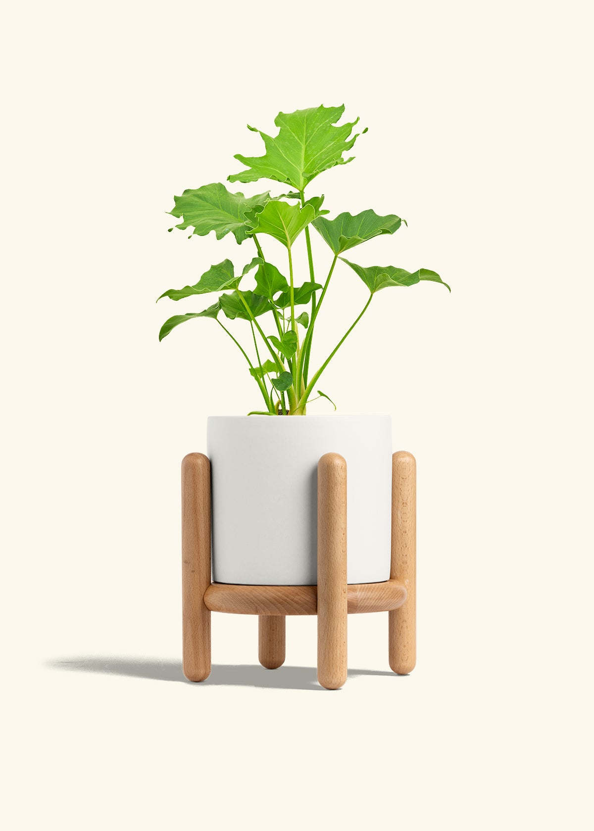 Philodendron Little Hope in a 6 inches White Classic Cylinder Planter in a Beech Wood Stand