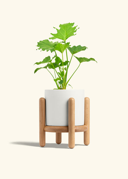 Philodendron Little Hope in a 6 inches White Classic Cylinder Planter in a Beech Wood Stand
