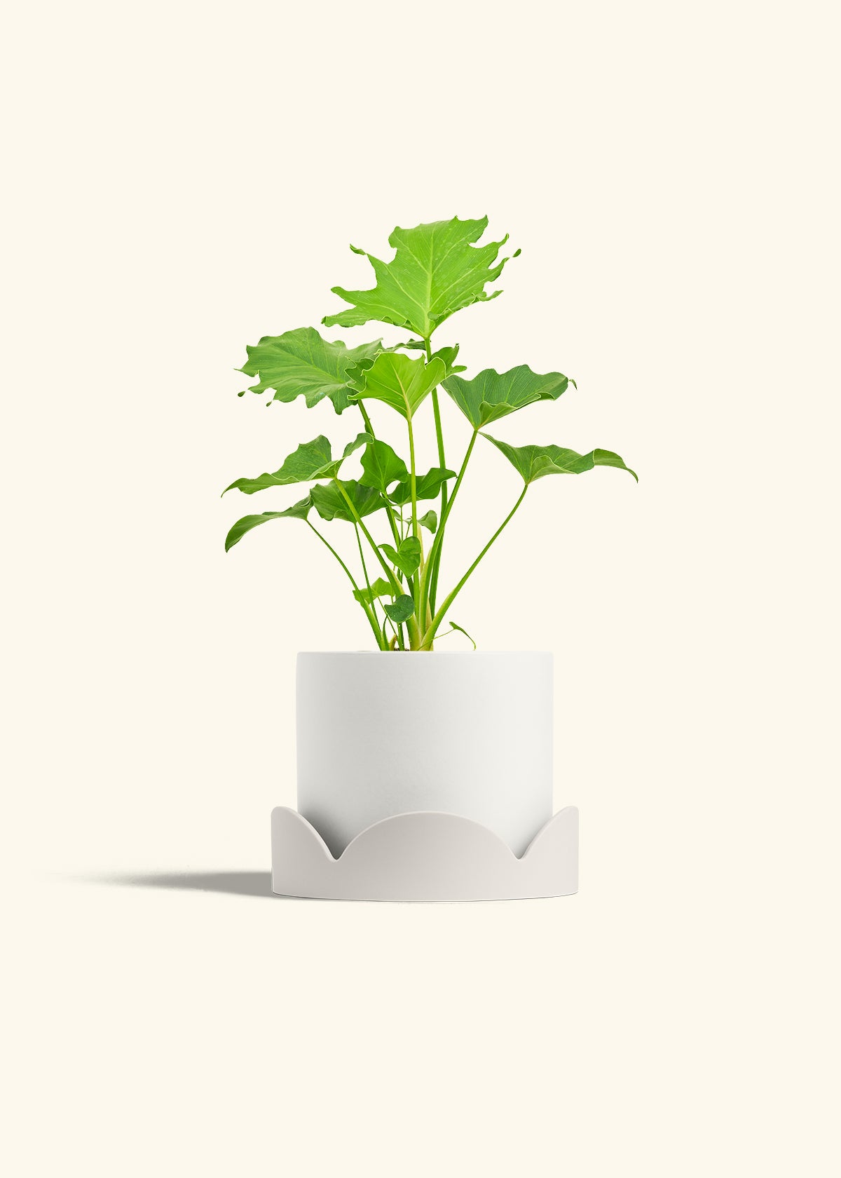 Philodendron Little Hope in a 6 inches White Classic Cylinder Planter in a Oat Petal Drip Tray
