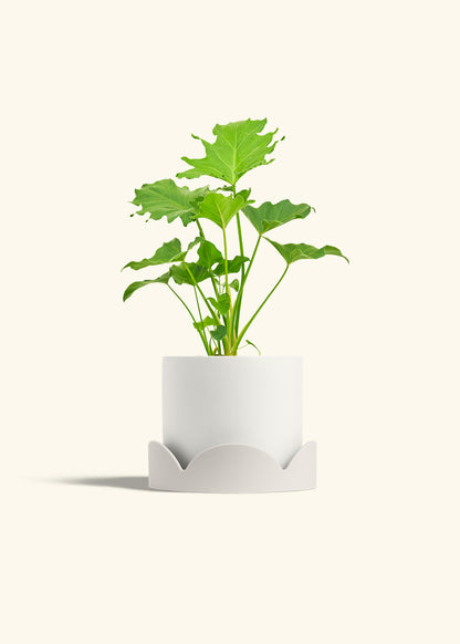 Philodendron Little Hope in a 6 inches White Classic Cylinder Planter in a Oat Petal Drip Tray