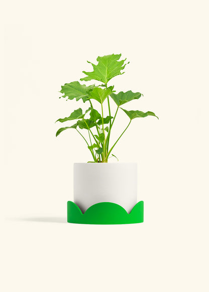 Philodendron Little Hope in a 6 inches White Classic Cylinder Planter in a Shamrock Petal Drip Tray