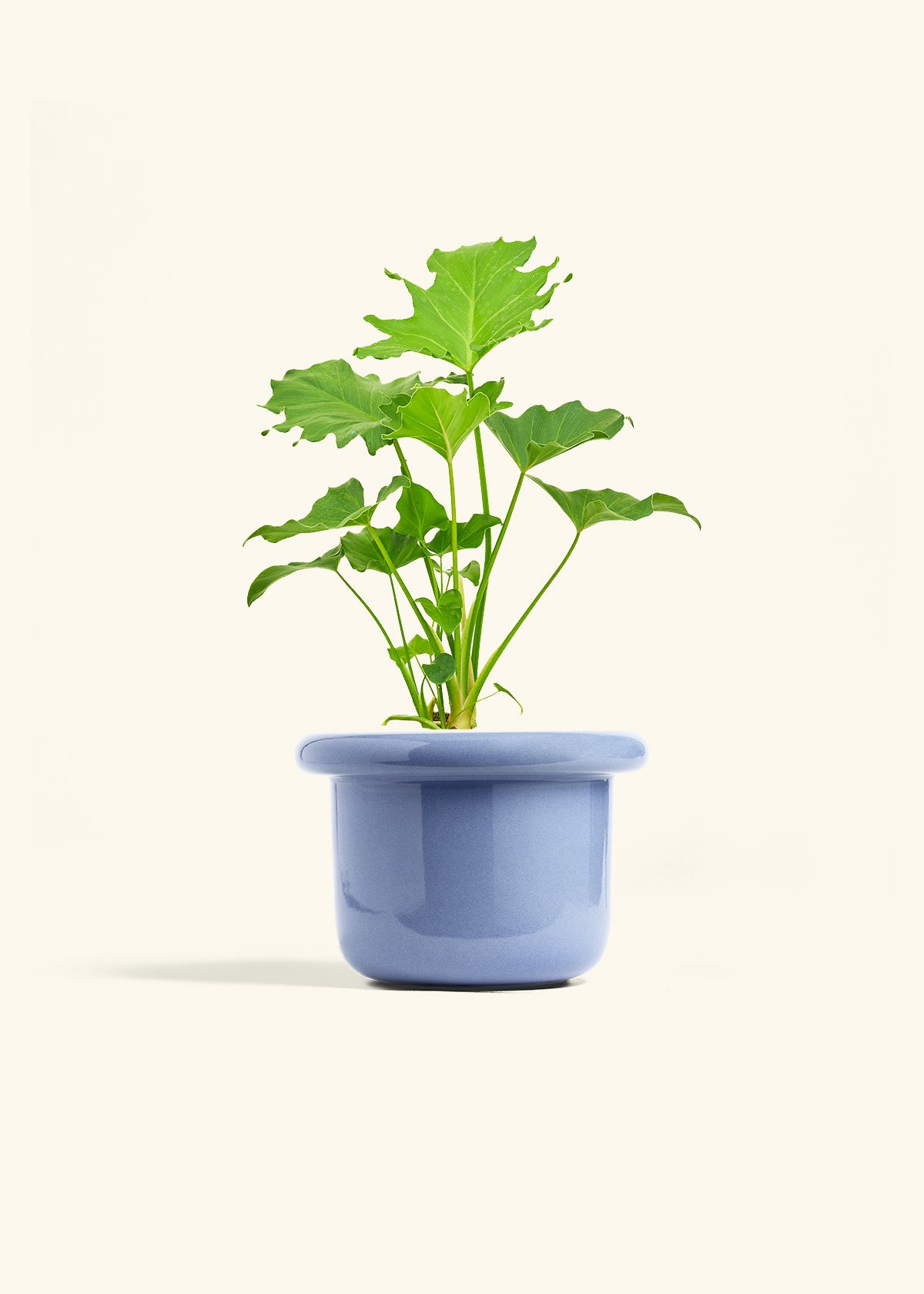 Philodendron Little Hope in a 6 inches Fat Lip Blue Planter 