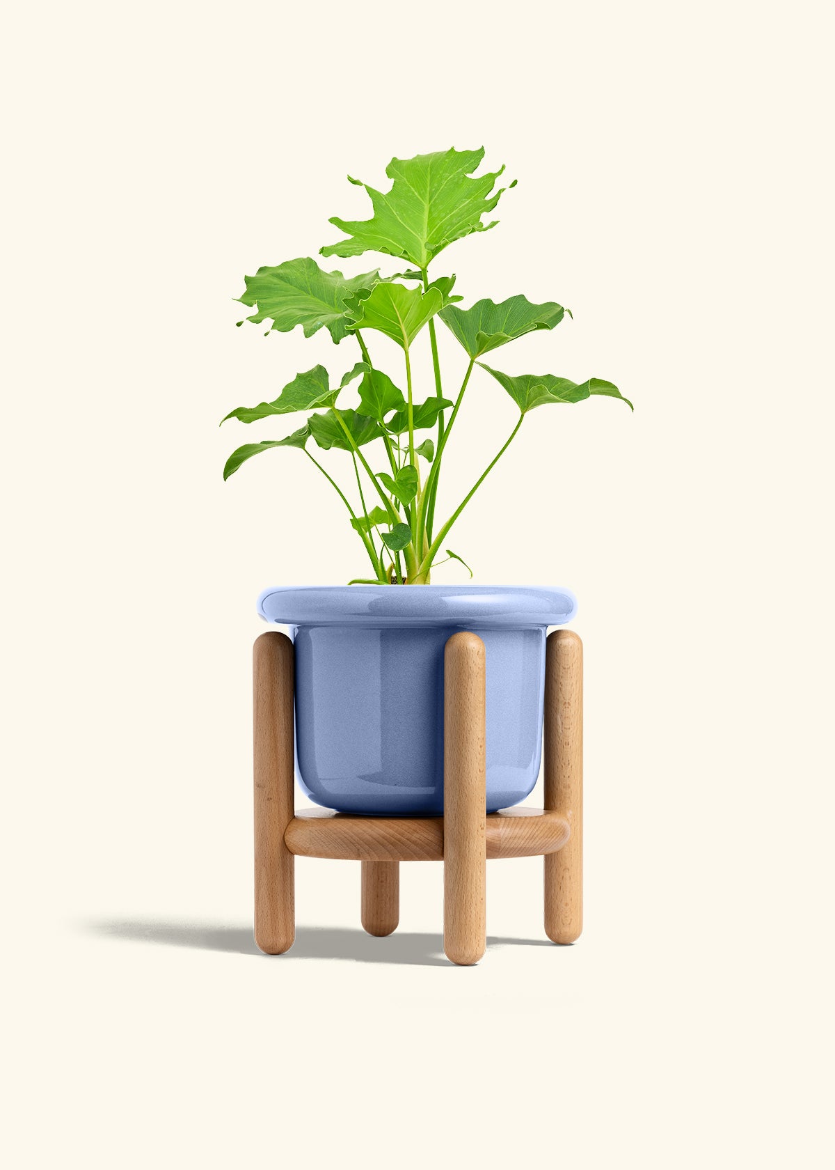 Philodendron Little Hope in a 6 inches Fat Lip Blue Planter in a Beech Wood Stand