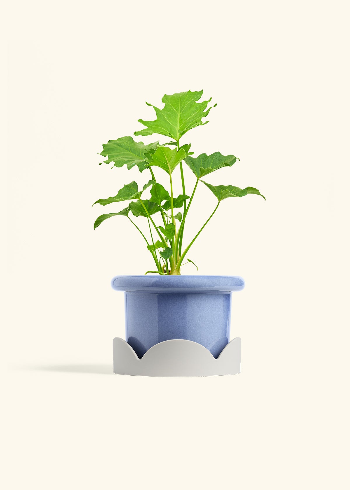 Philodendron Little Hope in a 6 inches Fat Lip Blue Planter in a Oat Petal Drip Tray