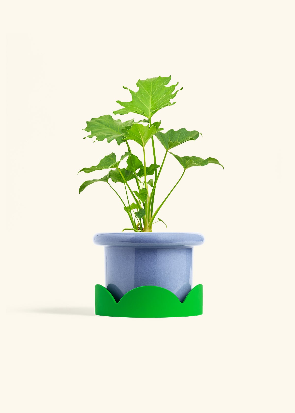 Philodendron Little Hope in a 6 inches Fat Lip Blue Planter in a Shamrock Petal Drip Tray