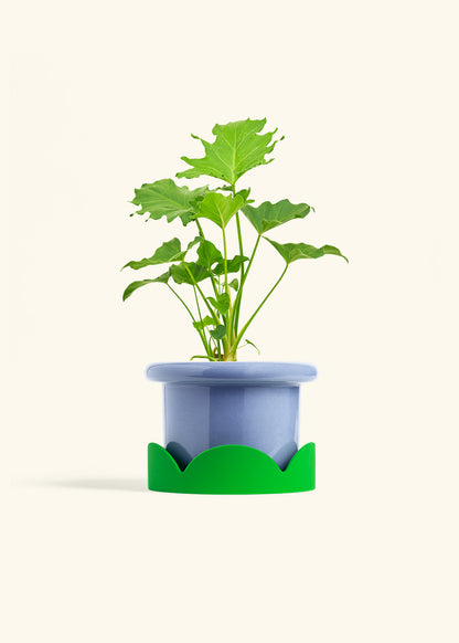 Philodendron Little Hope in a 6 inches Fat Lip Blue Planter in a Shamrock Petal Drip Tray