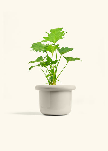 Philodendron Little Hope in a 6 inches Fat Lip Oat Planter 