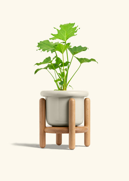 Philodendron Little Hope in a 6 inches Fat Lip Oat Planter in a Beech Wood Stand