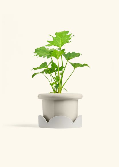 Philodendron Little Hope in a 6 inches Fat Lip Oat Planter in a Oat Petal Drip Tray