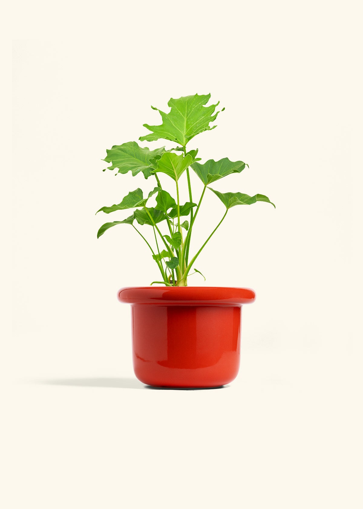 Philodendron Little Hope in a 6 inches Fat Lip Red Planter 