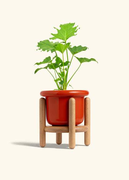 Philodendron Little Hope in a 6 inches Fat Lip Red Planter in a Beech Wood Stand