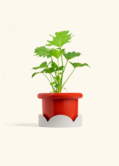 Philodendron Little Hope in a 6 inches Fat Lip Red Planter in a Oat Petal Drip Tray