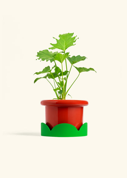 Philodendron Little Hope in a 6 inches Fat Lip Red Planter in a Shamrock Petal Drip Tray