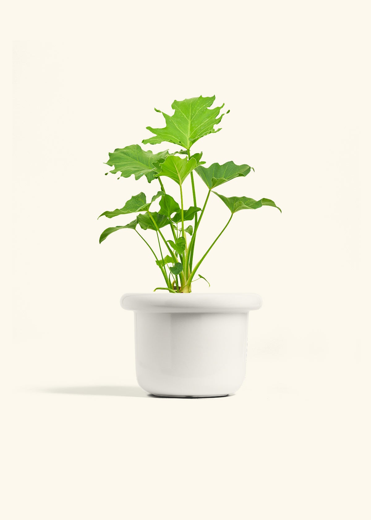 Philodendron Little Hope in a 6 inches Fat Lip White Planter 