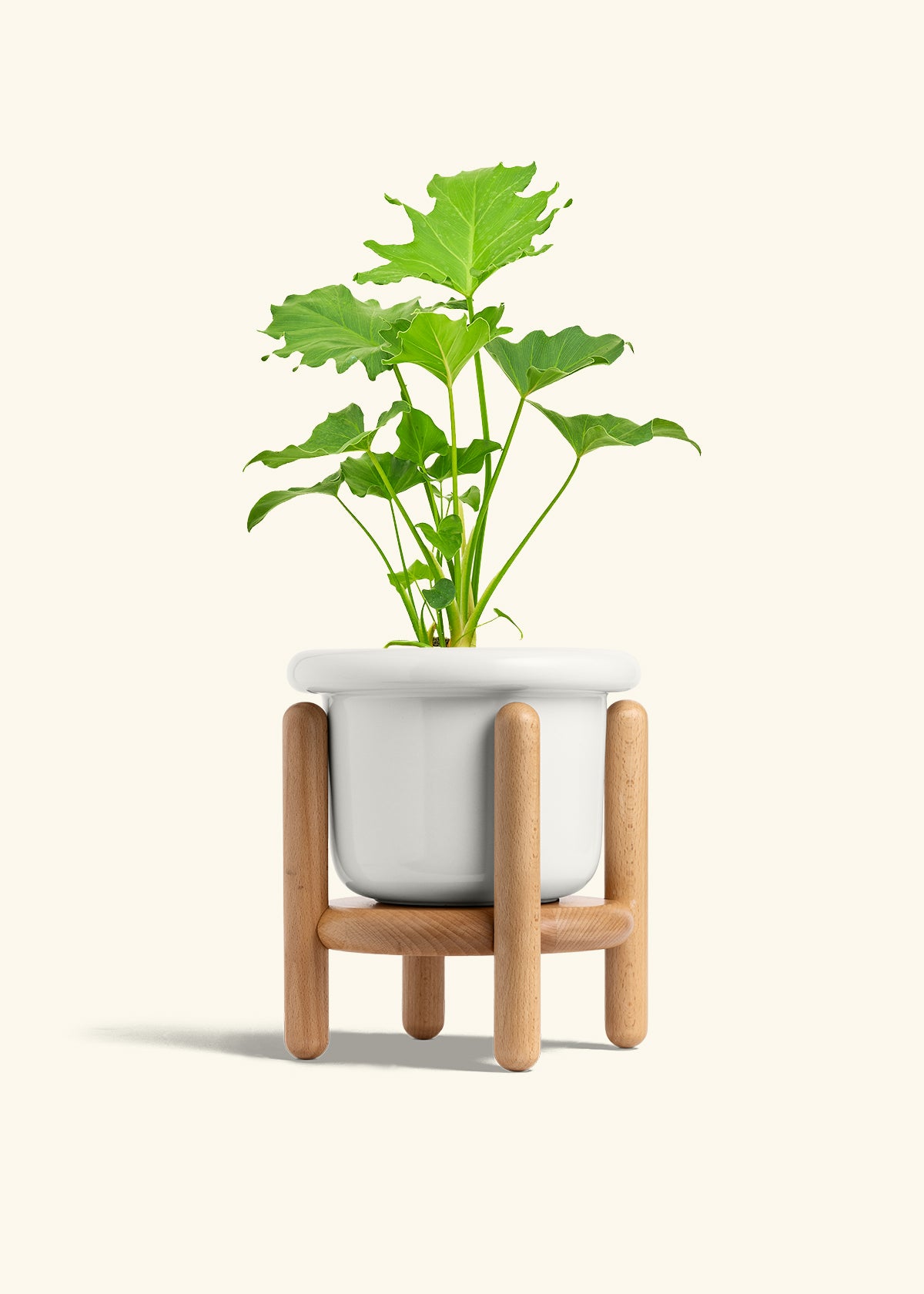 Philodendron Little Hope in a 6 inches Fat Lip White Planter in a Beech Wood Stand
