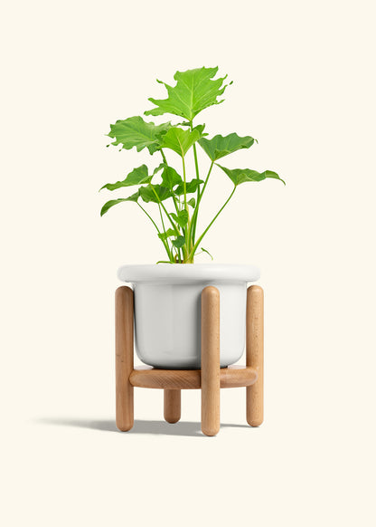 Philodendron Little Hope in a 6 inches Fat Lip White Planter in a Beech Wood Stand